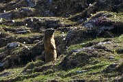 92 Marmotta in sentinella 